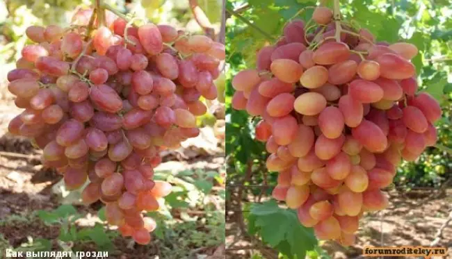 Положительные отзывы о винограде Преображение.
