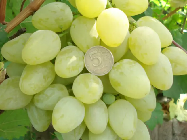 Описание внешнего вида винограда