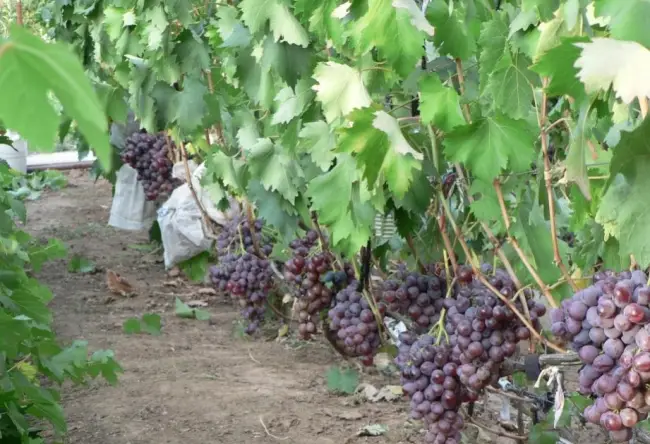 Отзывы виноградарей