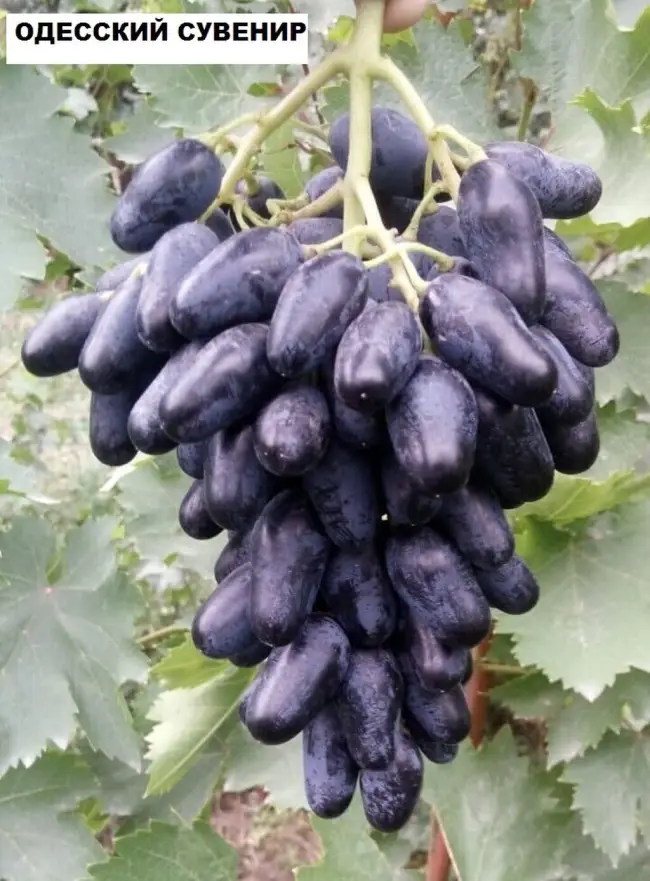 Отзывы о винограде 