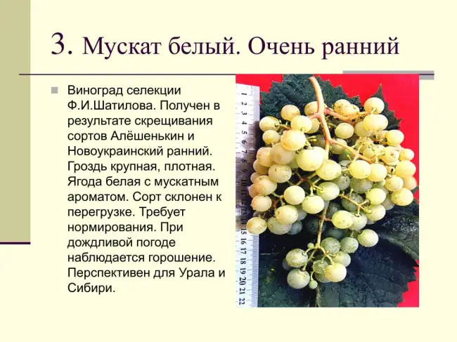 Описание винограда Памяти Шатилова