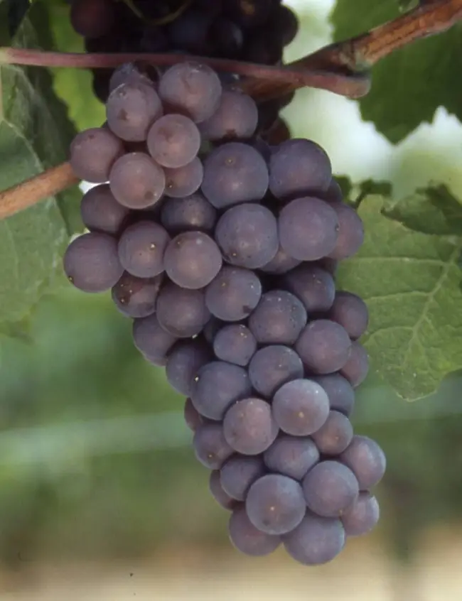 Отзывы о сорте винограда Пино Нуар