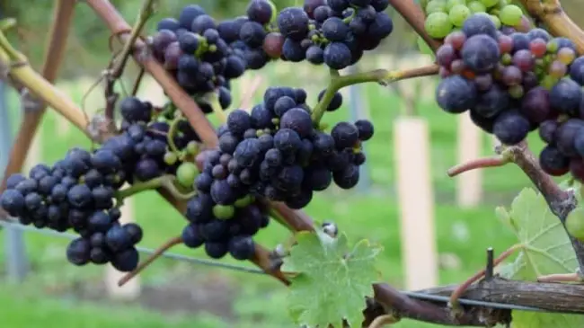 Особенности и описание винограда сортов Пино (Pinot)