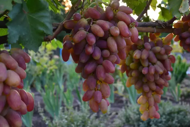 Характеристика винограда Преображение