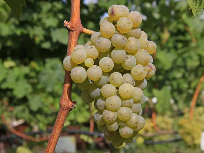 Описание и характеристика сорта винограда Рислинг