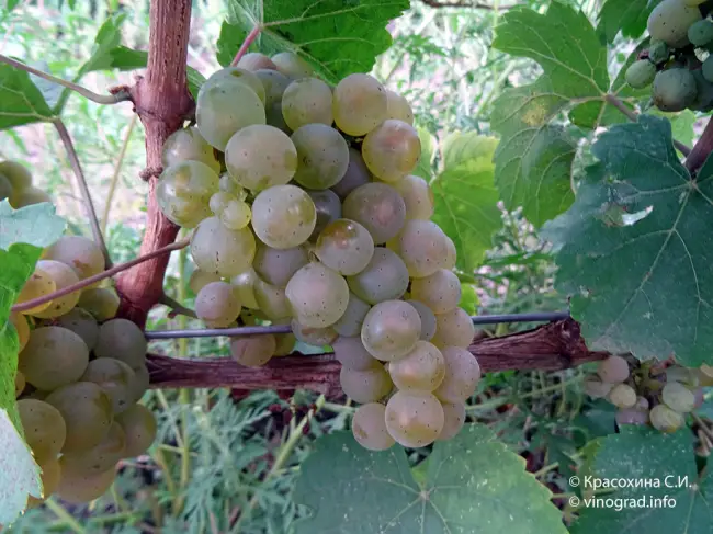 Отзывы виноградарей о винограде Рислинг.