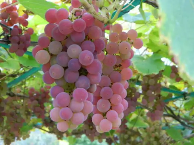 Отзывы о винограде Ркацители