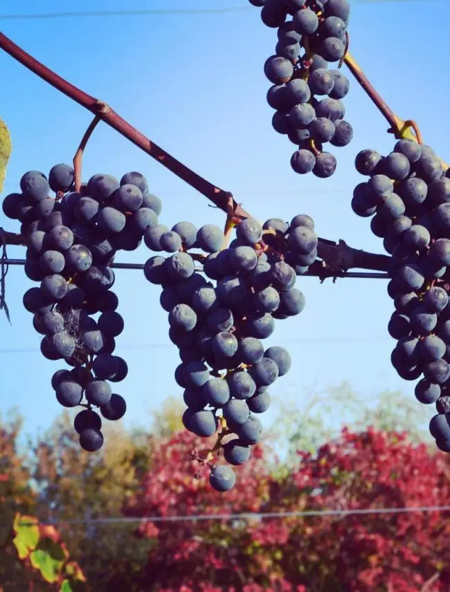 Описание и характеристика сорта винограда Саперави северный