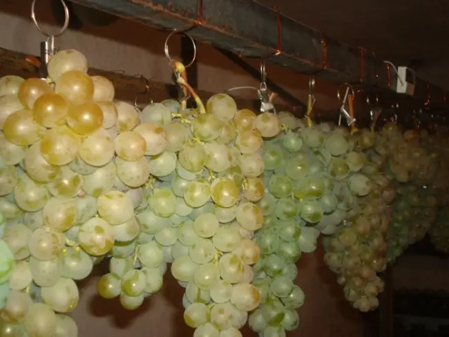 Хранение винограда в домашних условиях и на производстве