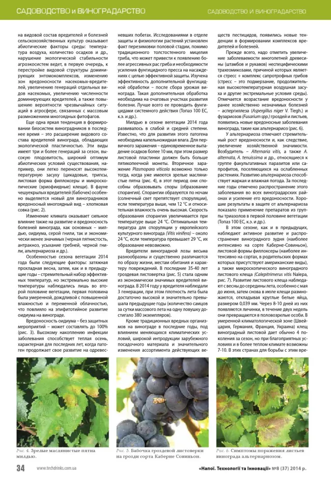 Сорт винограда шоколадный фото и описание