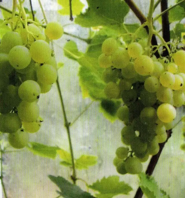 Отзывы виноградарей-любителей