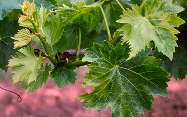 Причины заболеваний виноградных листьев