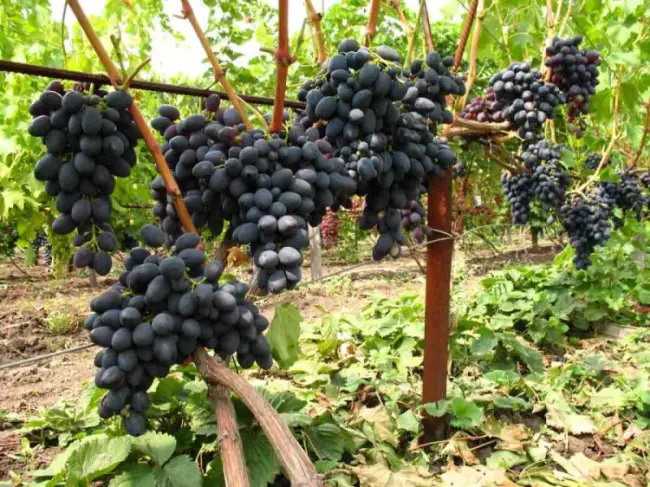 Что такое комплексно устойчивые сорта винограда