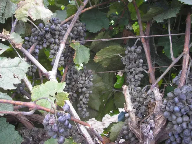 Признаки оидиума на винограде