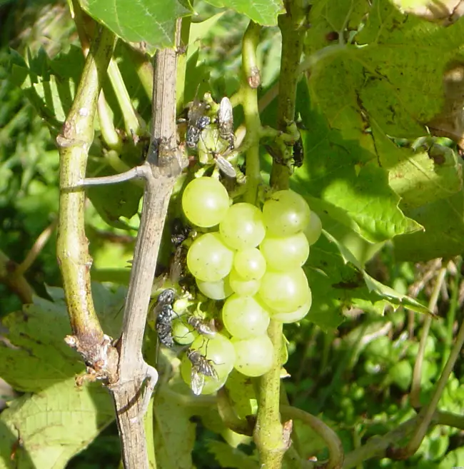Народные средства борьбы с оидиумом винограда