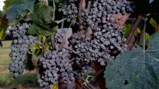 Сорта винограда, устойчивые к оидиуму – топ 40