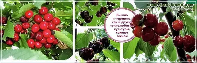 Болезни и вредители вишни