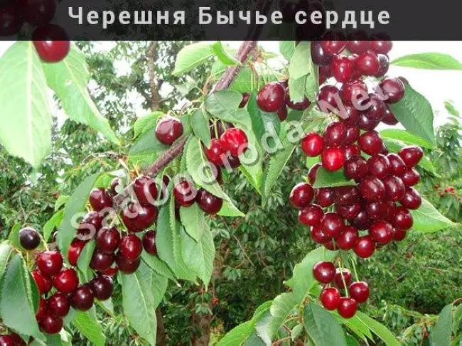 Уход за деревом