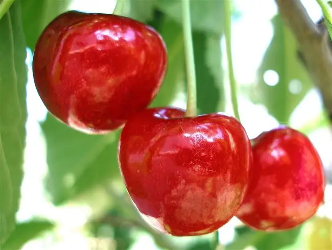 Отзывы о вишне сорта Уральская Рубиновая