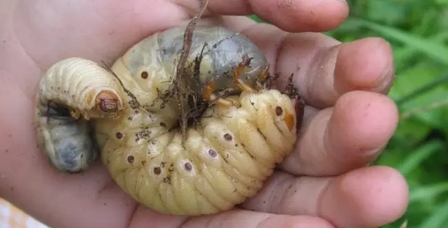 Опасность майского жука и его личинок