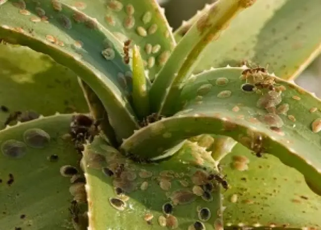 Щитовка на растениях – как распознать и эффективно бороться с вредителем