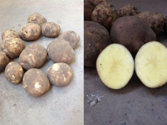 Сорт картофеля «Аспия» — описание характеристики отзывы фото видео — Сорта Вики Ру