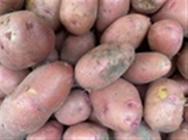 Новые сорта картофеля: обзор новинок 2020 года