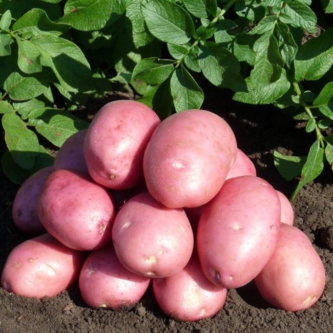 Характеристика среднеспелого урожайного сорта картофеля Балтик Роуз, или Красная Гала, как его называют в быту. Правила выращивания: полив и подкормка.