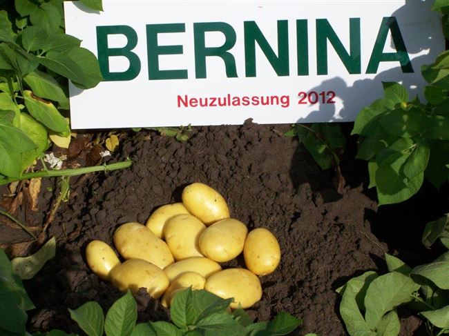 Бернина - сорт растения Картофель