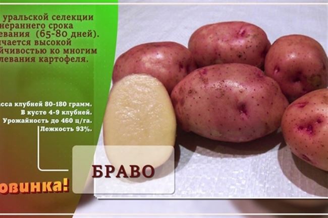 Сорт картофеля "Беттина" - описание характеристики отзывы фото видео