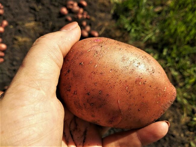 Испытание новых сортов картофеля сезона 2016 в уральском регионе