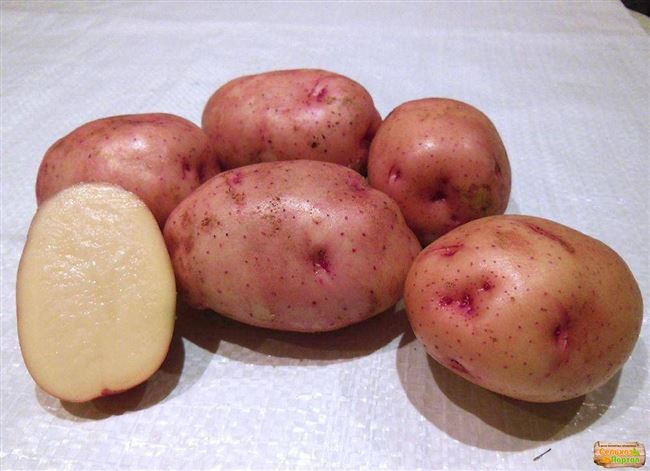 Сорт картофеля: Брянский красный