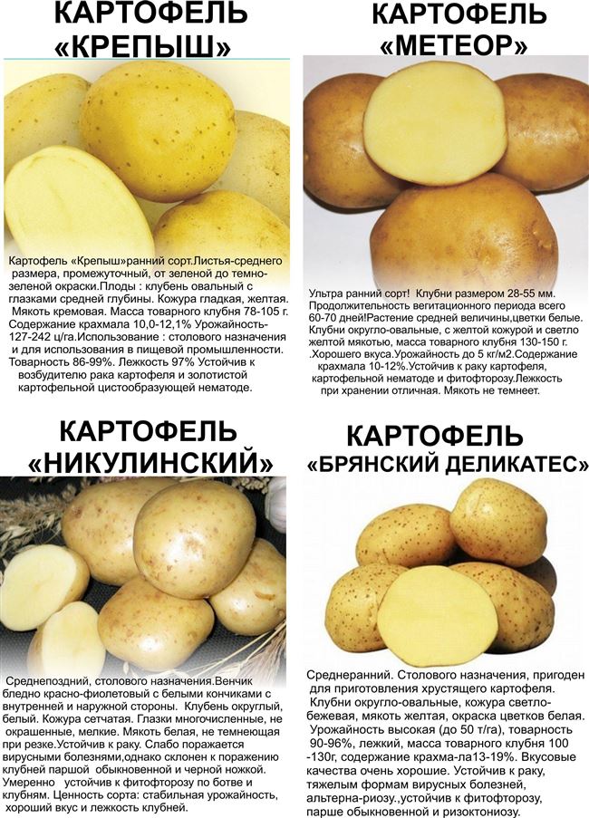 Сорт картофеля Брянский надежный. Описание, фото, отзывы