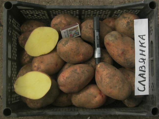 Сорт картофеля былина фото и описание
