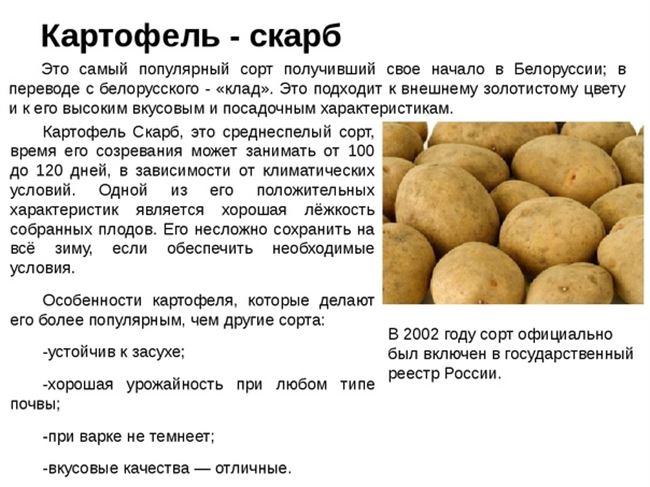 Сорт картофеля «Вализа (Valisa)» – описание и фото