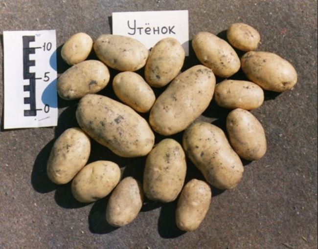 Сорт картофеля Варяг – находка 2018 г.