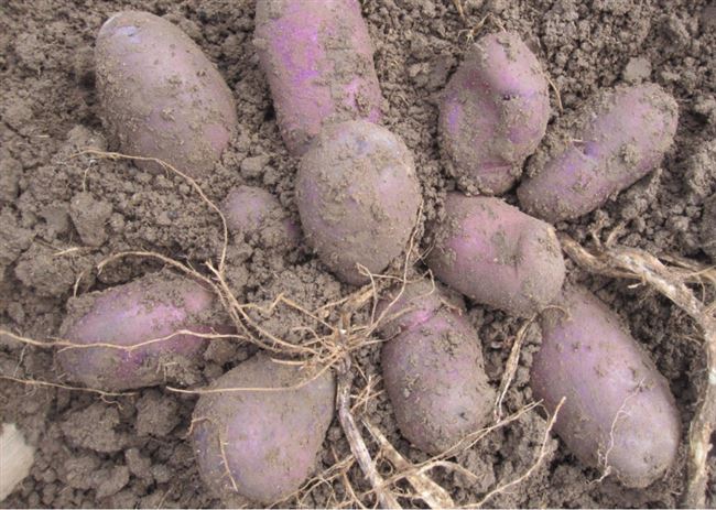 Высокоурожайный фиолетовый сорт картофеля «Василек» от отечественных селекционеров