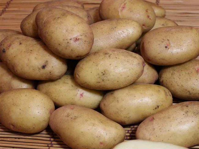 Особенности выращивания и ухода за сортом картофеля Великан