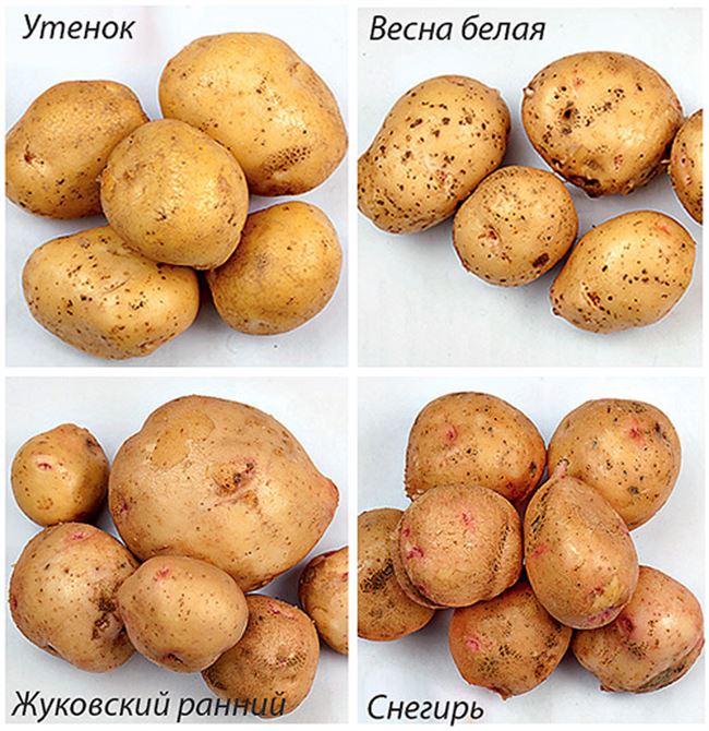 Характеристика сортов картофеля «Весна розовая» и «Весна белая»