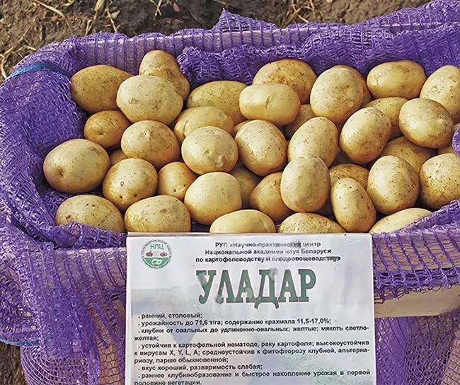 Прекрасный сбалансированный вкус и продуктивность — картофель Ветеран: описание сорта и отзывы