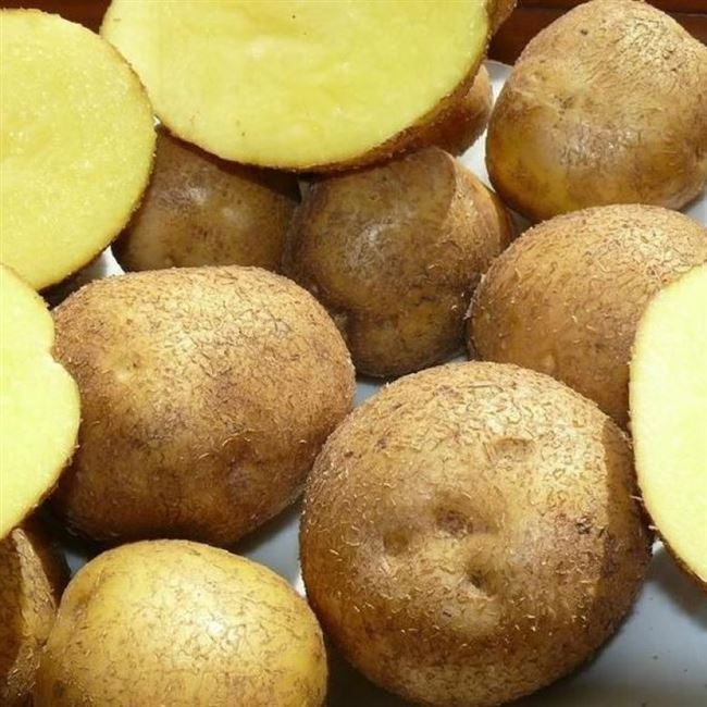 Картофель Винета