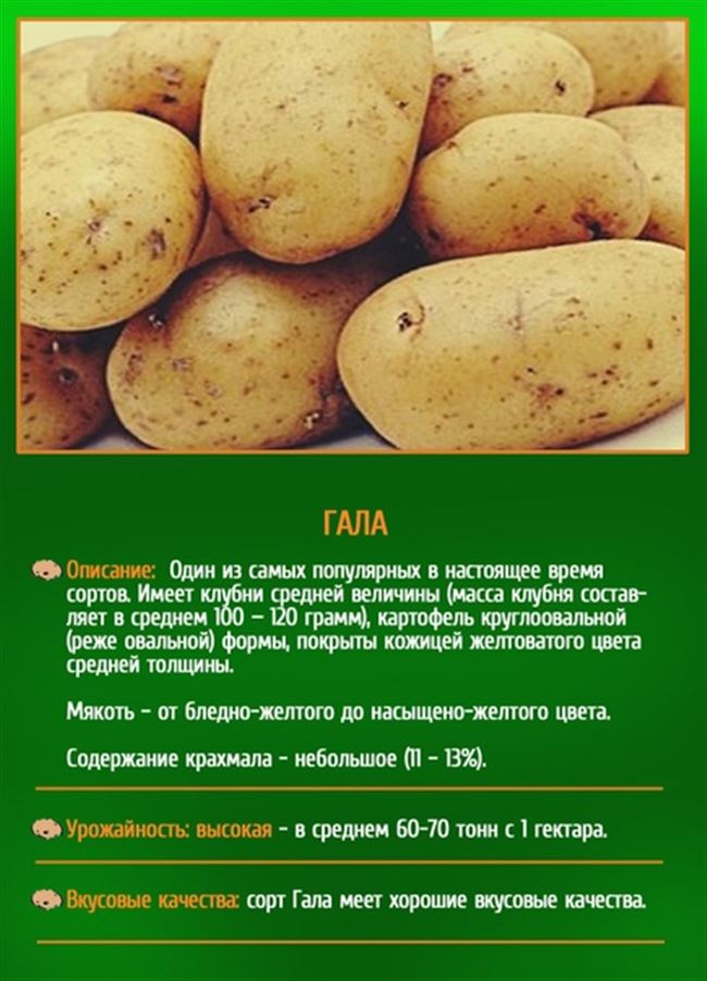 Сорт картофеля «Капри (Capri)» – описание и фото