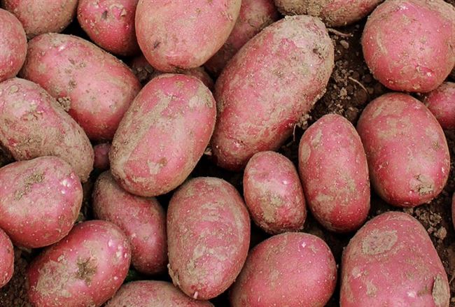 Сорт картофеля Волат — описание и агротехника