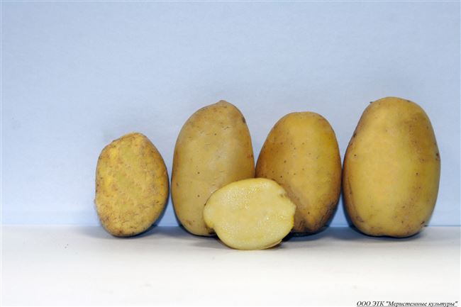 Полное описание и характеристика сорта картофеля Волжанин. Узнайте реальные отзывы садоводов об урожайности куста и посмотрите фото клубней.