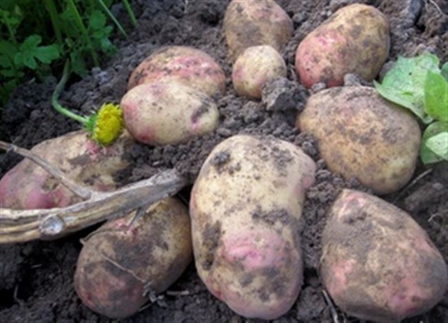 Сорт картофеля «Вулкан» – описание и фото