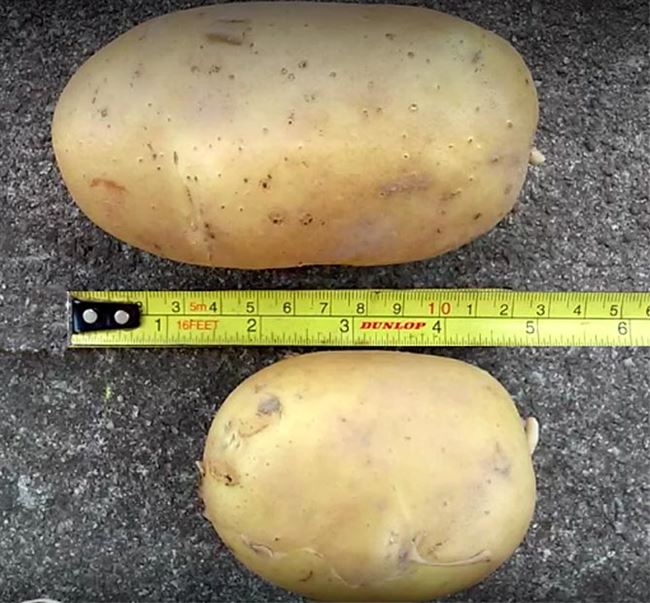 Сорт картофеля Гала: характеристика и описание, фото, отзывы