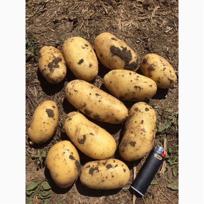 Картофель Гранада: отзывы, фото, описание и характеристика сорта, урожайность, вкусовые качества, выращивание, посадка и уход