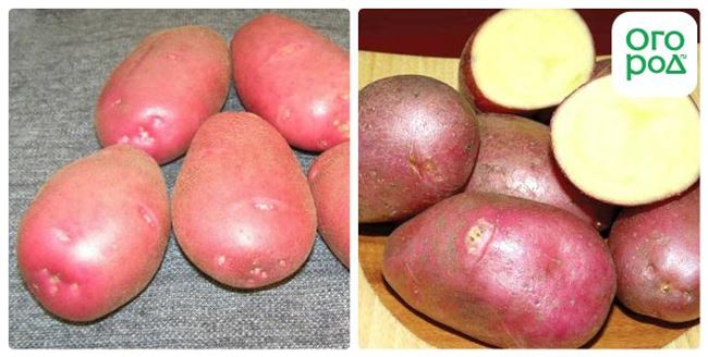 Сорт картофеля Каменский: описание и характеристика, отзывы