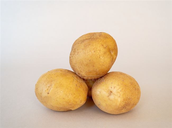 Картофель Карлингфорд (Carlingford) | Сорта картофеля