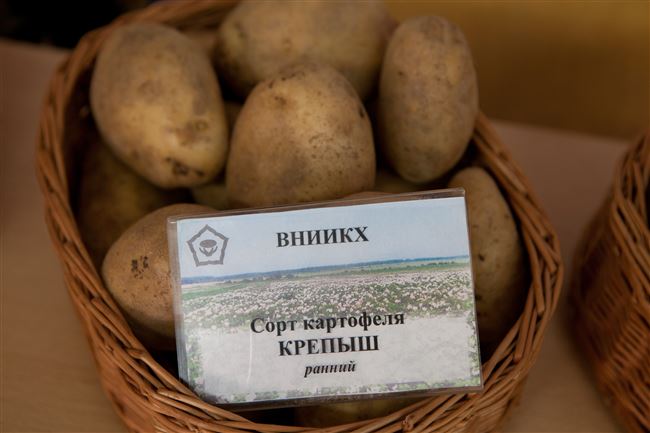 Сорт картофеля «Каскад» – описание и фото